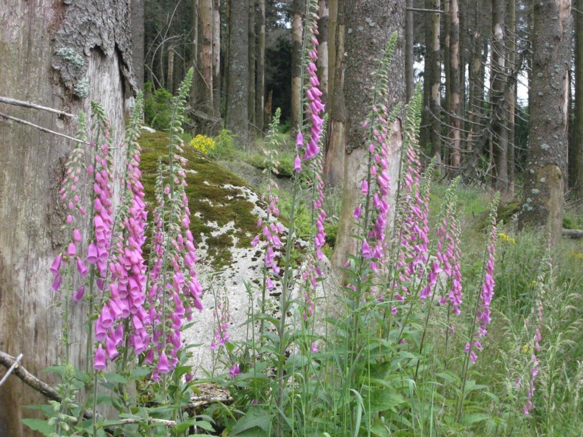 Harz Blick Apartamento Braunlage Exterior foto